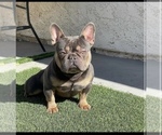 Small Photo #1 French Bulldog Puppy For Sale in TEMECULA, CA, USA