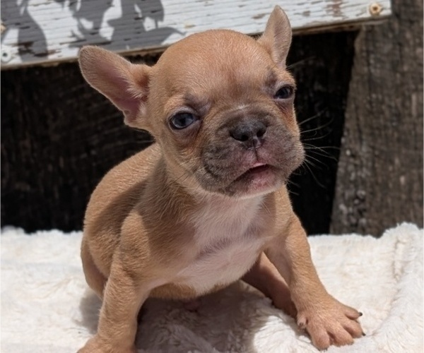 Medium Photo #10 French Bulldog Puppy For Sale in GOSHEN, IN, USA