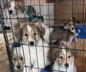 Collie-Great Pyrenees Mix Puppy for Sale in BLANCHARD, Idaho USA