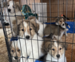 Small Collie-Great Pyrenees Mix