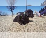 Small Photo #9 Labrador Retriever Puppy For Sale in PARK CITY, KS, USA