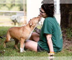 Boxer-Unknown Mix Dogs for adoption in Unionville, PA, USA