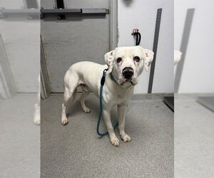 Boxer-Unknown Mix Dogs for adoption in Palmetto, FL, USA