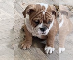 Small Photo #20 Bulldog Puppy For Sale in STEUBENVILLE, OH, USA
