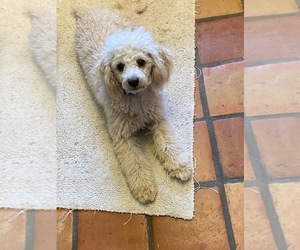 Father of the Aussiedoodle Miniature  puppies born on 12/07/2025