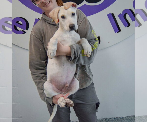 Medium Photo #4 Pointer-Unknown Mix Puppy For Sale in Huntley, IL, USA