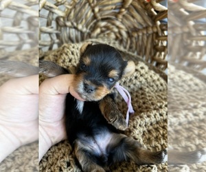 Yorkshire Terrier Puppy for Sale in GILBERT, Arizona USA