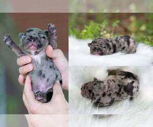 French Bulldog Puppy for sale in ROANOKE, IL, USA