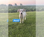 Small #2 Huskies  Mix