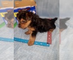 Small Photo #337 Yorkshire Terrier Puppy For Sale in AKRON, OH, USA
