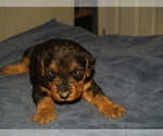 Puppy Pretty Girl Airedale Terrier