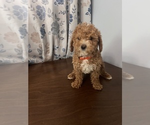 Cavapoo-Poodle (Miniature) Mix Puppy for sale in DURHAM, CT, USA
