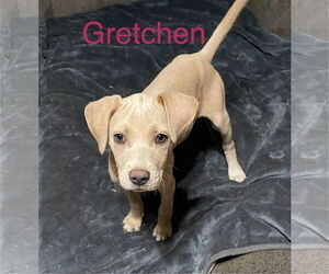 Unknown-Weimaraner Mix Dogs for adoption in Topeka, KS, USA