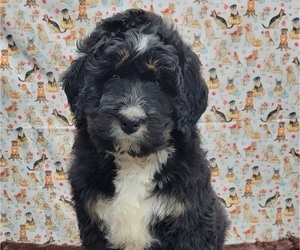 Medium Bernedoodle