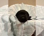 Black female - Female Labrador Retriever Puppy for Sale - Photo #3