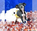Small Photo #7 Chihuahua Puppy For Sale in GROVESPRING, MO, USA
