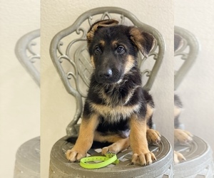 German Shepherd Dog Puppy for sale in ANTELOPE, CA, USA