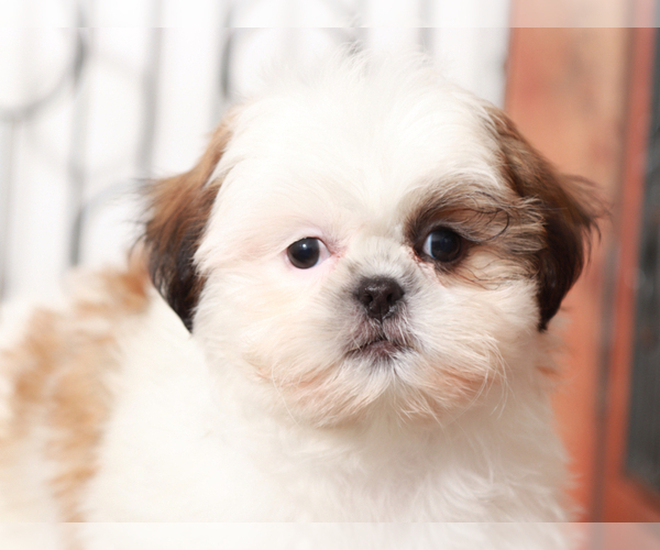 Medium Photo #3 Shih Tzu Puppy For Sale in NAPLES, FL, USA