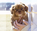 Puppy Duke Aussiedoodle Miniature -Shih Tzu Mix