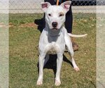 Small #2 American Staffordshire Terrier-Bull Terrier Mix