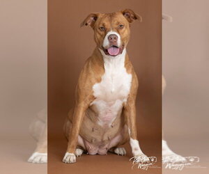 Mutt Dogs for adoption in Claremore, OK, USA
