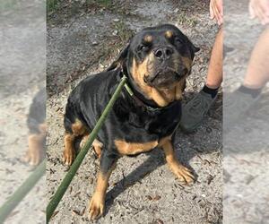 Rottweiler Dogs for adoption in Palmetto, FL, USA
