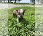 Small #8 Boston Terrier