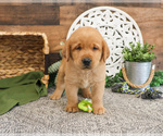 Small #3 Labrador Retriever