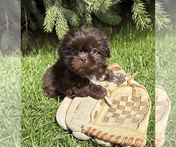 Medium Photo #2 Shih Tzu Puppy For Sale in MIDDLEBURY, IN, USA