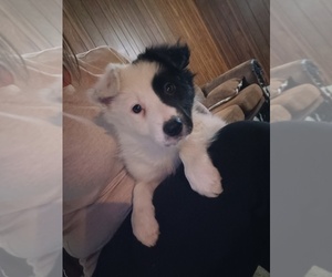 Border Collie Puppy for sale in MOUNTAIN GROVE, MO, USA