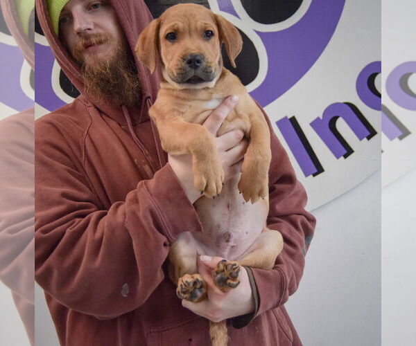 Medium Photo #3 Mastiff-Unknown Mix Puppy For Sale in Huntley, IL, USA