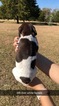 Small #13 German Shorthaired Pointer