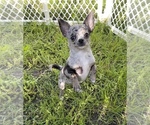 Small Photo #1 Chihuahua Puppy For Sale in TWINING, MI, USA