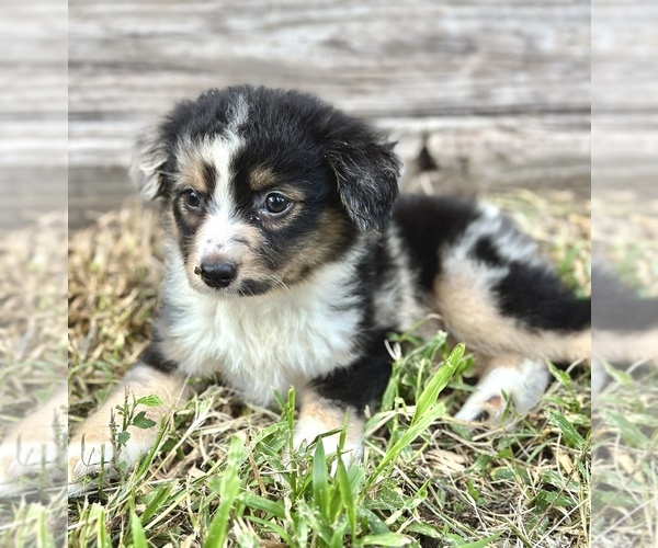 Medium Photo #1 Australian Shepherd Puppy For Sale in ORLANDO, FL, USA