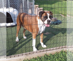 Boxer Dogs for adoption in Dumont, NJ, USA