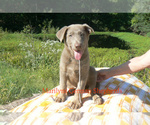 Small #2 German Shepherd Dog