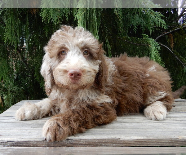 Medium Photo #3 Labradoodle Puppy For Sale in MILLERSBURG, OH, USA