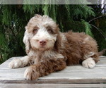 Small #2 Labradoodle