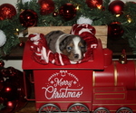 Puppy Comet Miniature Australian Shepherd