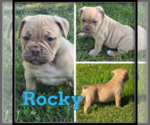 Image preview for Ad Listing. Nickname: Rocky