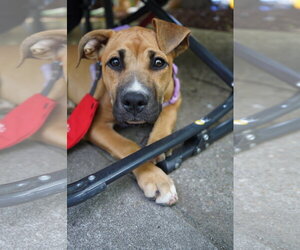 Black Mouth Cur-Boxer Mix Dogs for adoption in Holly Springs, NC, USA