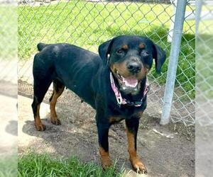 Rottweiler Dogs for adoption in Conroe, TX, USA