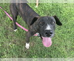 Small #2 American Pit Bull Terrier Mix