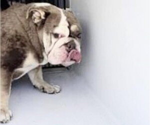 Bulldog Dogs for adoption in Houston, TX, USA
