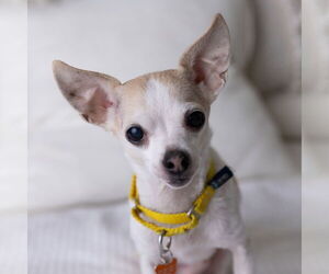 Chihuahua-Unknown Mix Dogs for adoption in Fargo, ND, USA