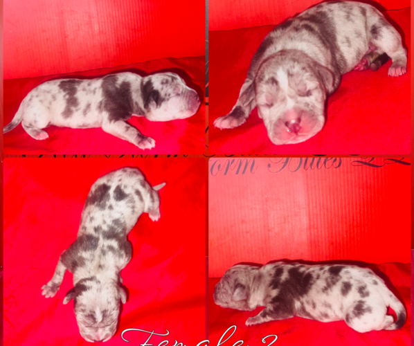 Medium Photo #1 American Pit Bull Terrier Puppy For Sale in TRENTON, NJ, USA
