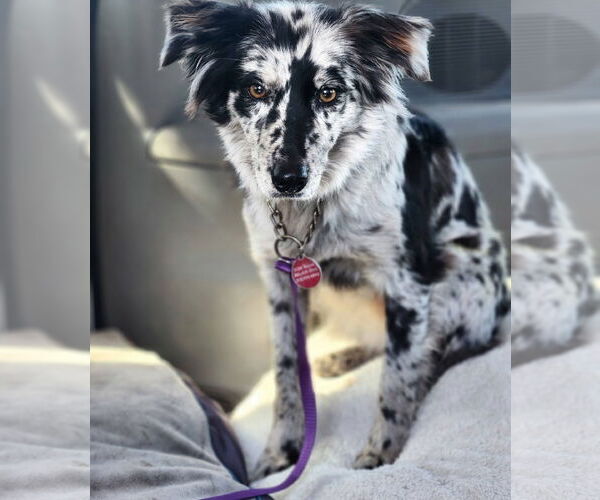 Medium Photo #4 Australian Shepherd-Unknown Mix Puppy For Sale in Paso Robles, CA, USA