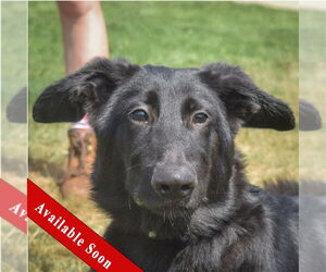 German Shepherd Dog-Unknown Mix Dogs for adoption in Huntley, IL, USA