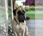 Small Photo #3 Mastiff Puppy For Sale in EAST GRIDLEY, CA, USA