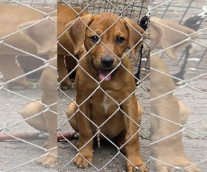 Labrador Retriever-Unknown Mix Dogs for adoption in Decatur, GA, USA